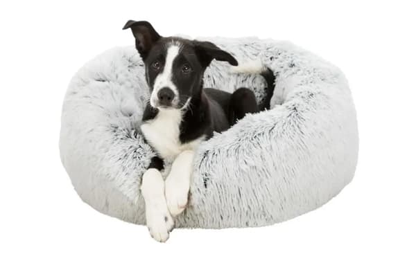 Schwarz-weißer Hund liegt entspannt in einem runden, flauschigen Hundebett und blickt in die Kamera